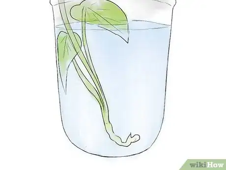 Image titled Grow Sweet Potatoes Step 8