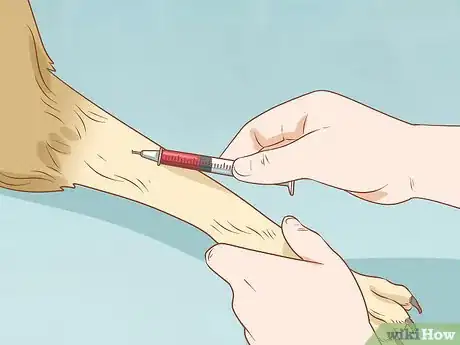 Image titled Treat Endocrine Disorders in Older Dogs Step 9
