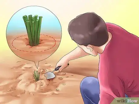 Image titled Winterize Calla Lily Bulbs Step 2