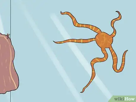 Image titled Care for a Seahorse Step 12