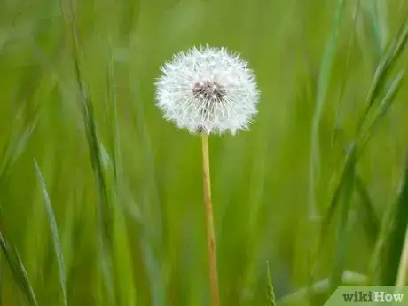 Image titled Survive in the Woods without Hunting Step 7Bullet1