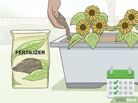 Image titled Plant Turing Sunflowers Step 13