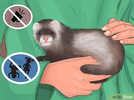 Image titled Diagnose Heart Disease in Ferrets Step 16