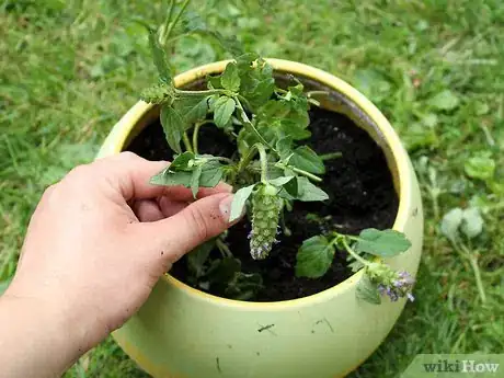 Image titled Grow Catmint from Cuttings Step 7