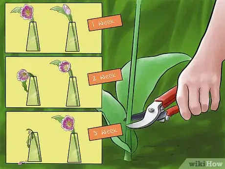 Image titled Care for Fresh Cut Tulips Step 1