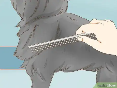 Image titled Groom an Affenpinscher Step 2