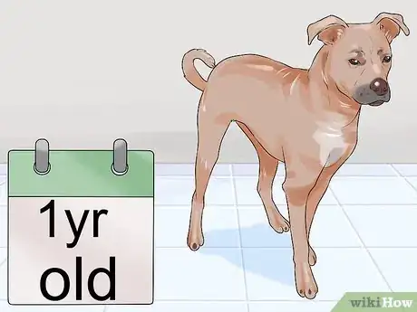 Image titled Choose a Dog for Older Kids Step 4