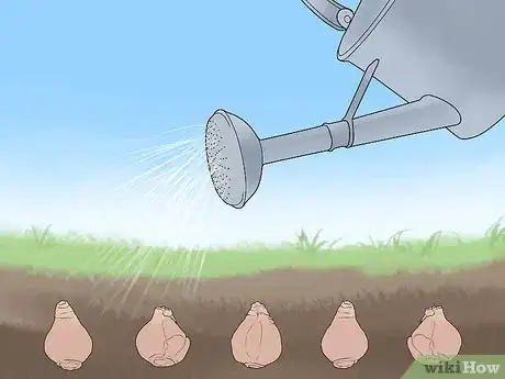 Image titled Plant Bulbs in Grass Step 19