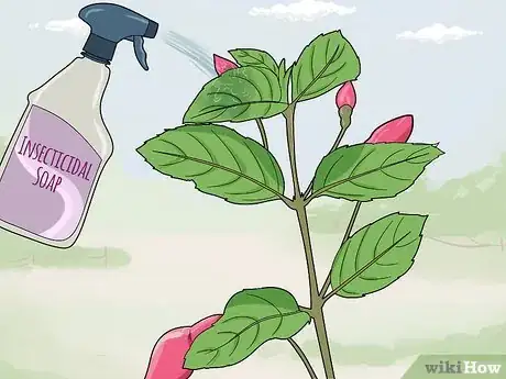 Image titled Fight Fuschia Gall Mites Step 5
