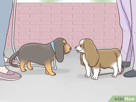 Image titled Choose a Small Dog Step 12