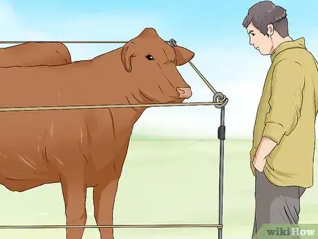 Image titled Install and Use a Temporary Electric Fence for Cattle Step 11