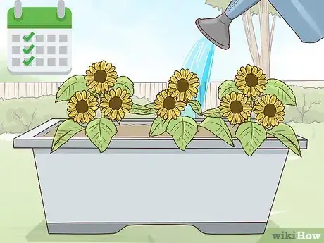 Image titled Plant Turing Sunflowers Step 15