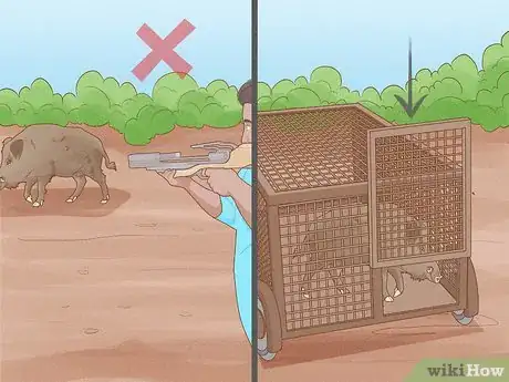Image titled Protect Crops from Wild Pigs Step 15
