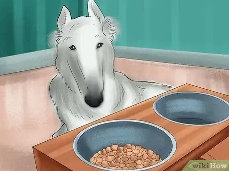 Image titled Care for a Borzoi Step 6