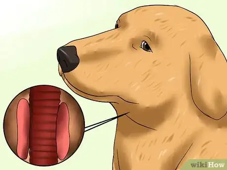 Image titled Diagnose Hypothyroidism in Golden Retrievers Step 1