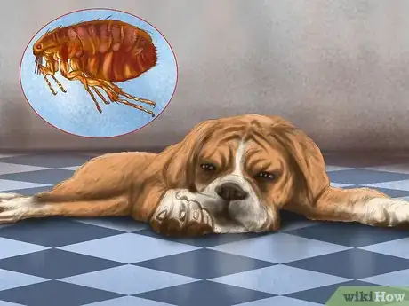 Image titled Identify Canine Flea Problems Step 4