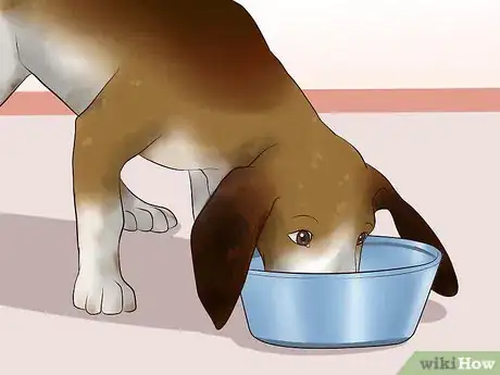 Image titled Ease Your Dog's Stomach Problems Step 17
