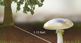 Identify a Death Cap Mushroom