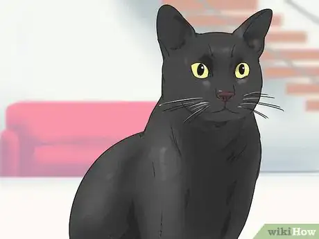 Image titled Identify a Bombay Cat Step 1