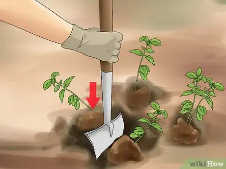 Image titled Divide a Phlox Plant Step 5