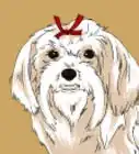 Draw a Cute Maltese Dog Face