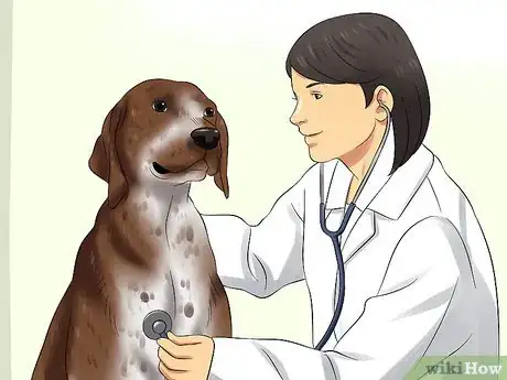 Image titled Diagnose Aortic Stenosis in German Shorthaired Pointers Step 4