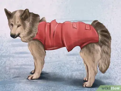 Image titled Care for Sled Dogs Step 3