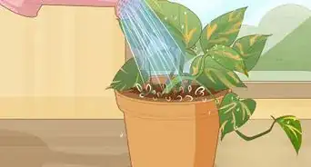 Care for a Golden Pothos