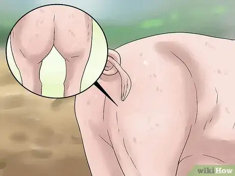 Image titled Pick out a Market Hog Step 6