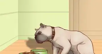 Keep Your Dog Safe on Halloween