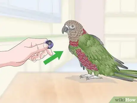 Image titled Teach a Hawk‐Headed Parrot to Speak Step 7