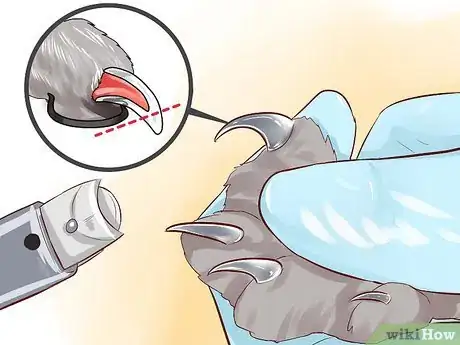 Image titled Care for American Longhair Cats Step 10