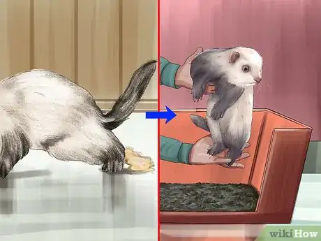 Image titled Train a Ferret Step 4