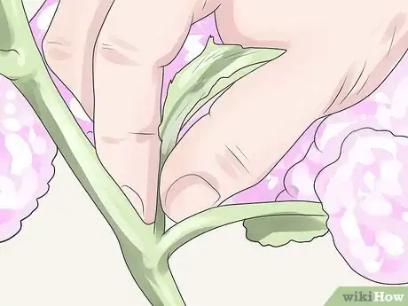 Image titled Care for Geraniums in Winter Step 15