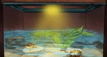 Choose the Right Reptile as a Pet