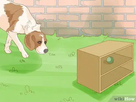 Image titled Identify an American English Coonhound Step 15