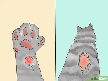 Image titled Diagnose and Treat Frostbite in Cats Step 2