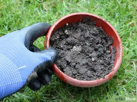 Image titled Grow Catmint from Cuttings Step 9