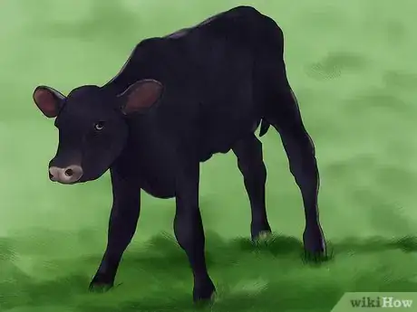 Image titled Judge Heifers Step 4
