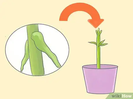 Image titled Grow Oleanders from Cuttings Step 7