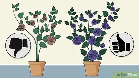 Image titled Care for a Midnight Blue Rose Bush Step 1