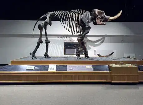 Image titled Cohoes Mastodon NYSM oops fix