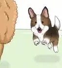Identify a Cardigan Welsh Corgi