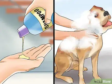 Image titled Groom a Hyper Dog Step 13