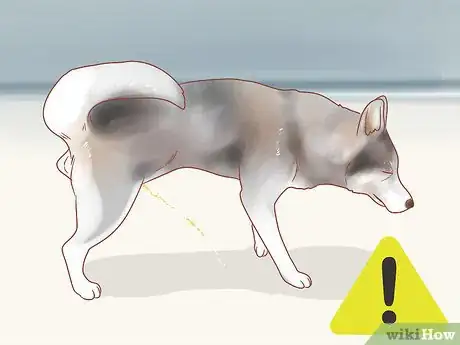 Image titled Know When Your Dog is Sick Step 17