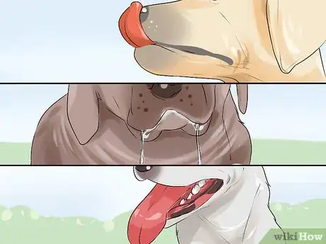 Image titled Diagnose Cognitive Dysfunction in Senior Dogs Step 5