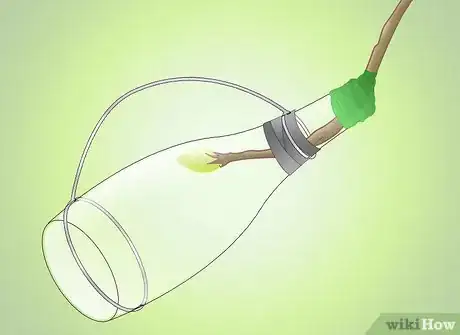 Image titled Get a Pear Into a Wine Bottle Step 10