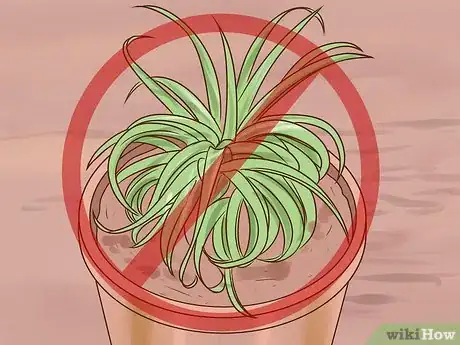 Image titled Care for Air Plants Step 13