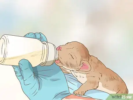 Image titled Deal with Newborn Puppy Nipple Guarding Step 3