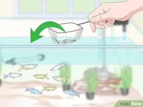 Image titled Breed Livebearing Tropical Fish Step 11